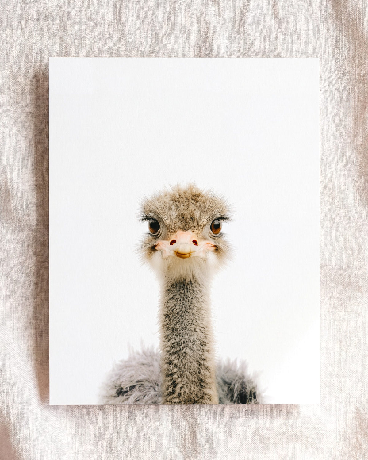 The Baby Animals 2026 Collection