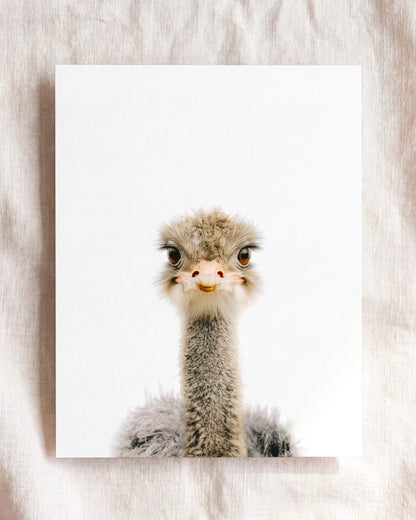 The Baby Animals 2026 Collection