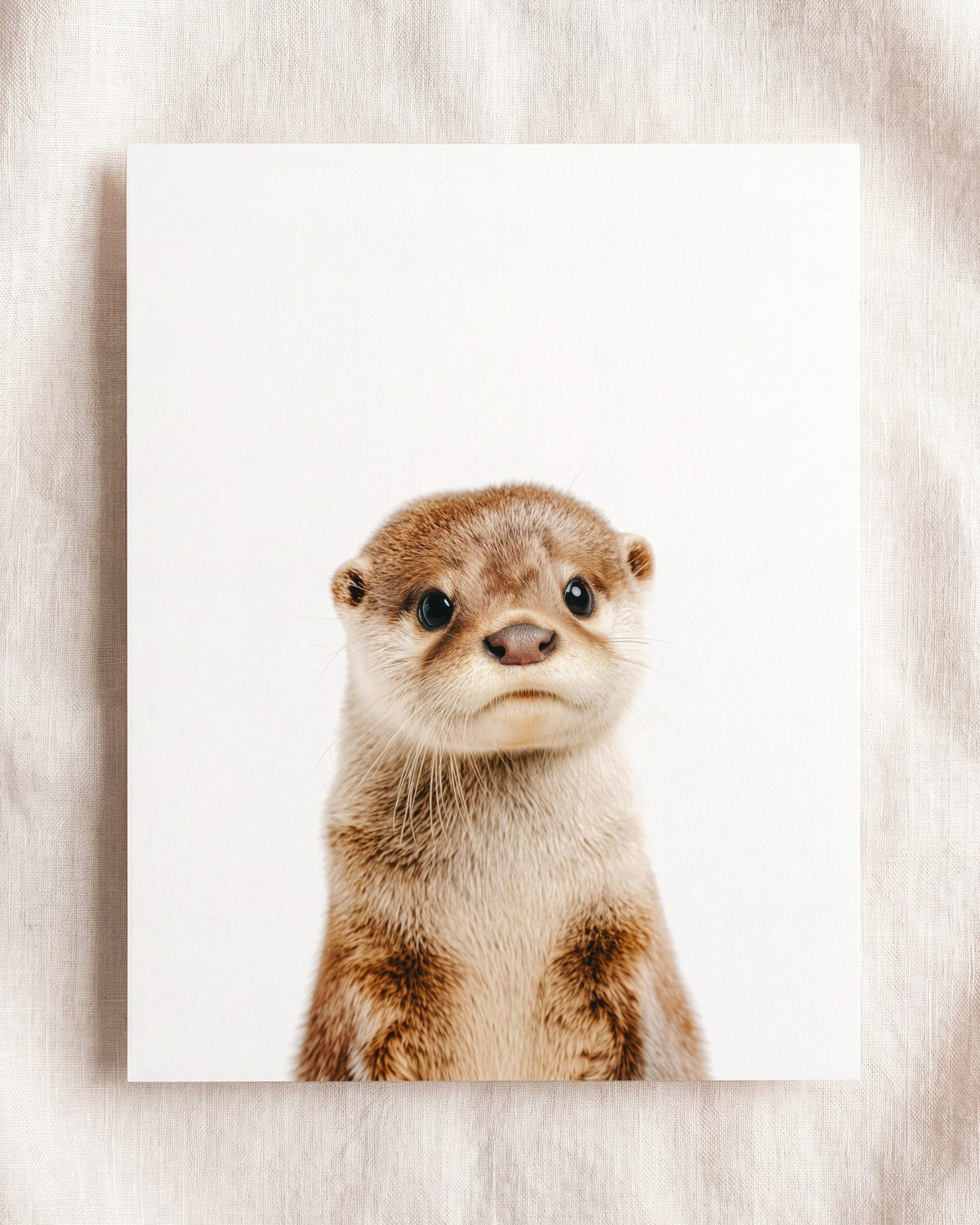 The Baby Animals 2026 Collection