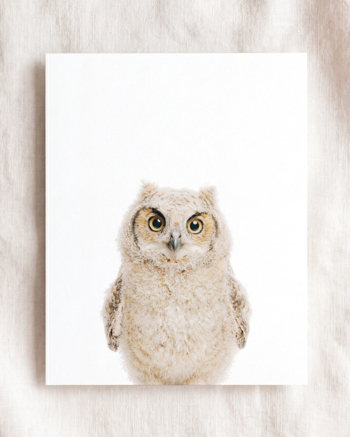 The Baby Animals 2026 Collection