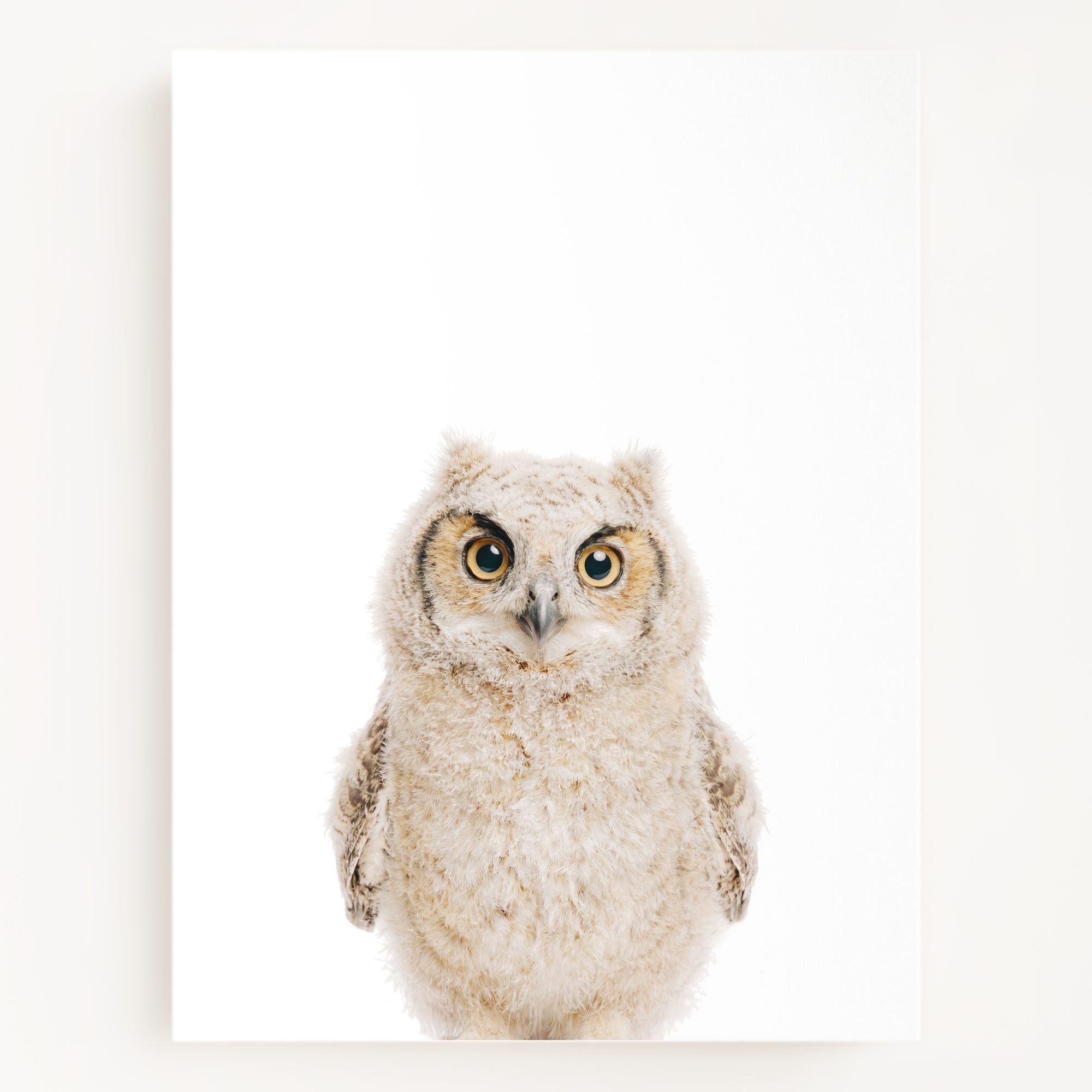The Baby Animals 2026 Collection