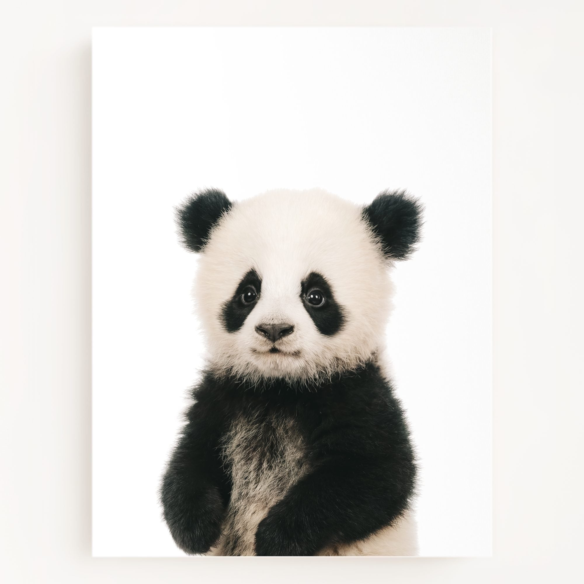The Baby Animals 2026 Collection