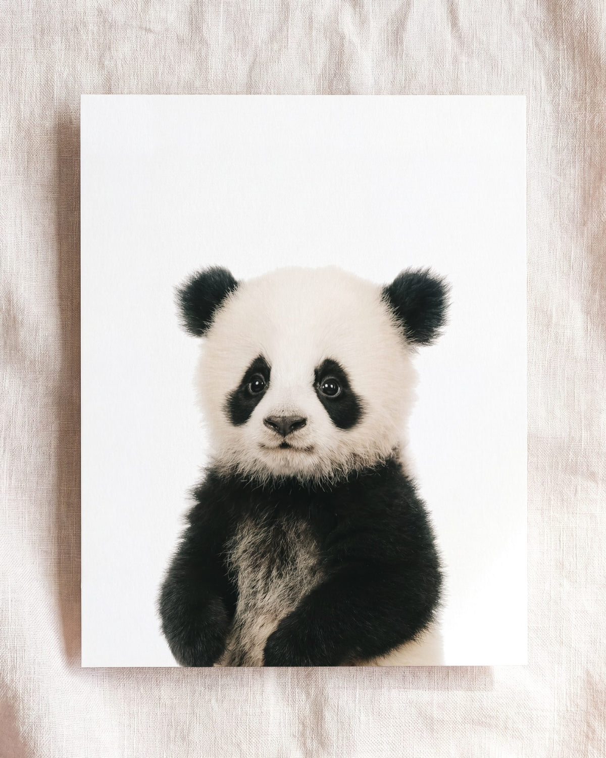 The Baby Animals 2026 Collection