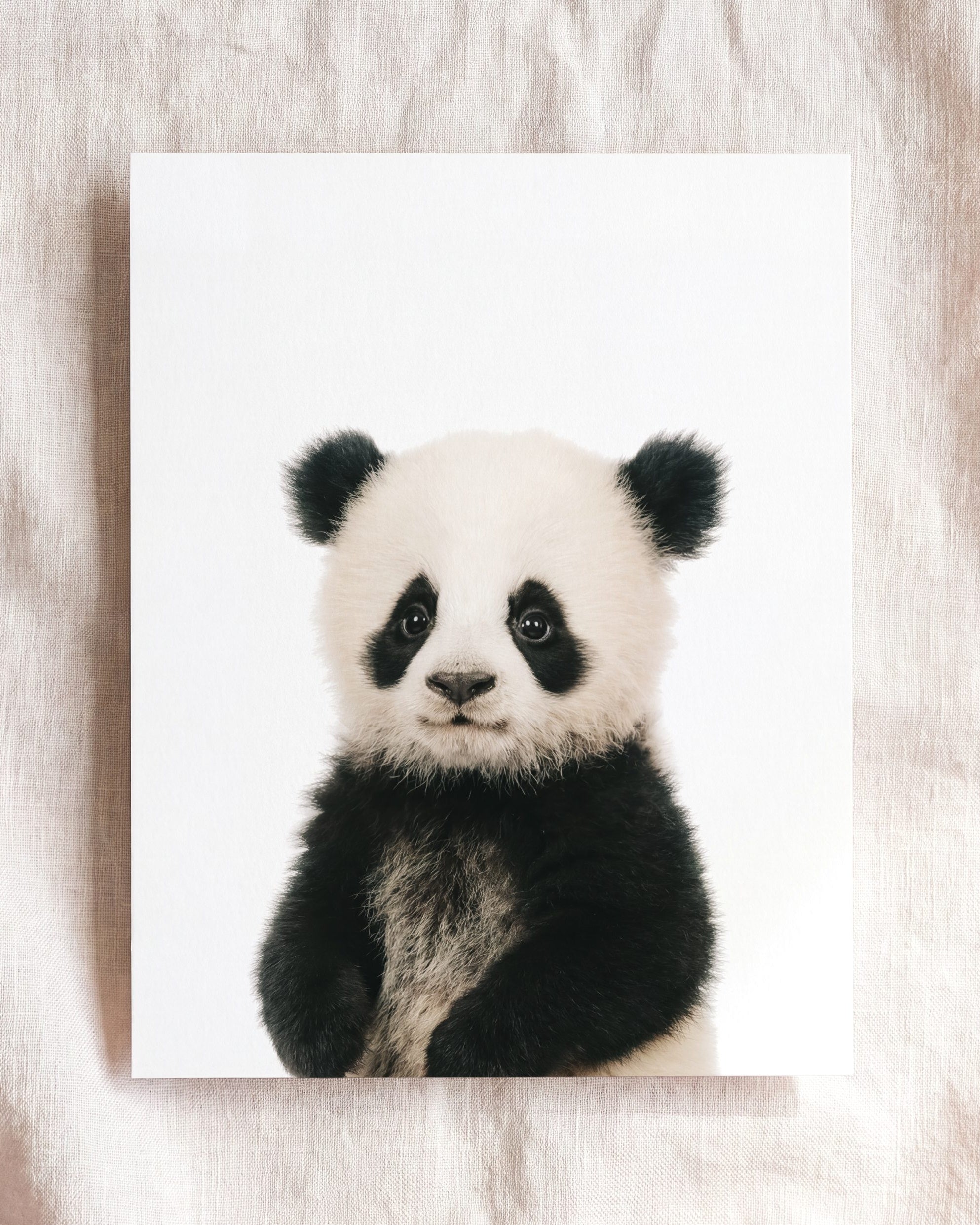The Baby Animals 2026 Collection