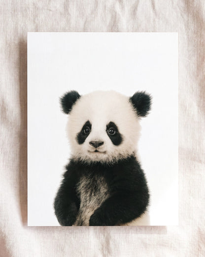 The Baby Animals 2026 Collection