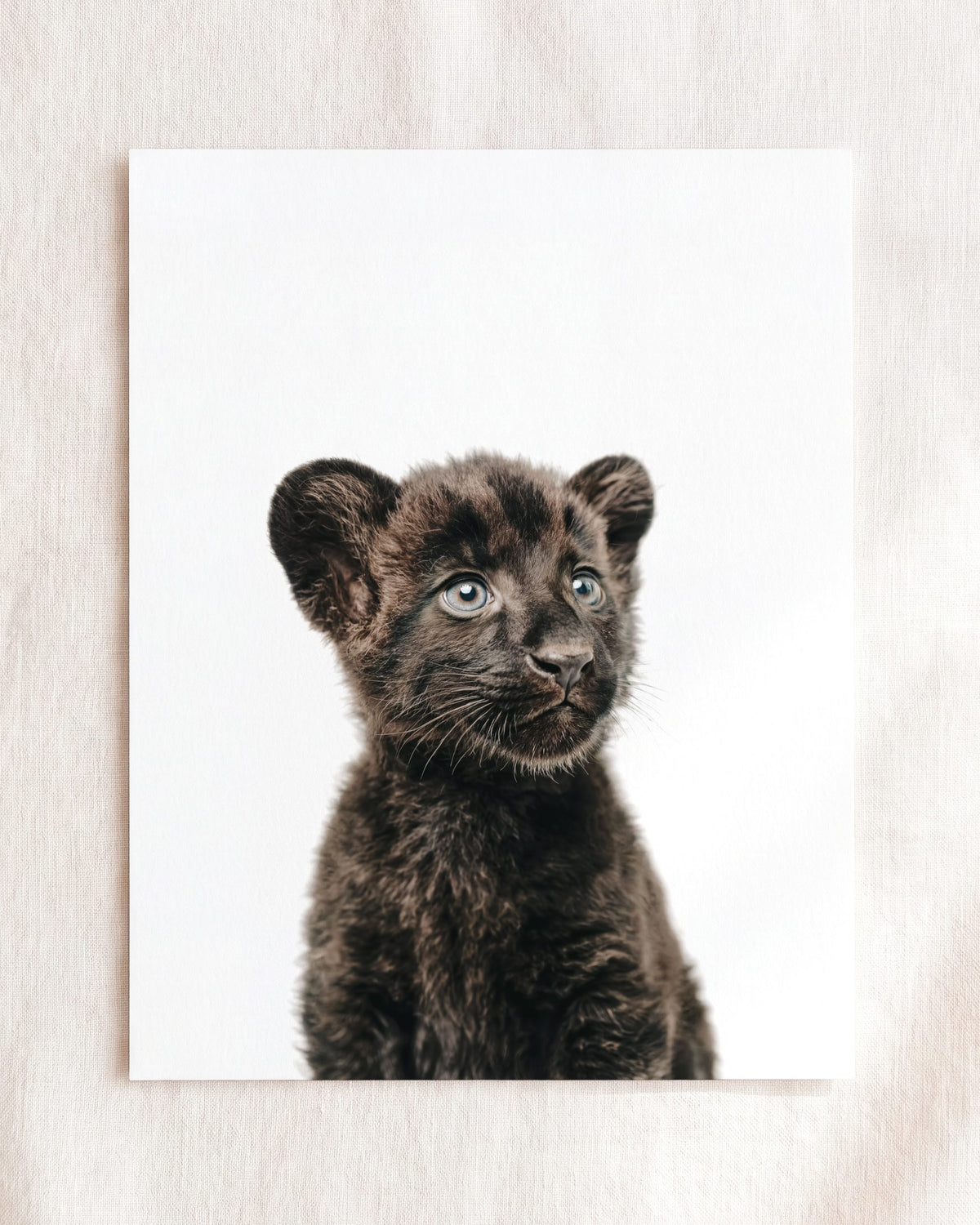 The Baby Animals 2026 Collection