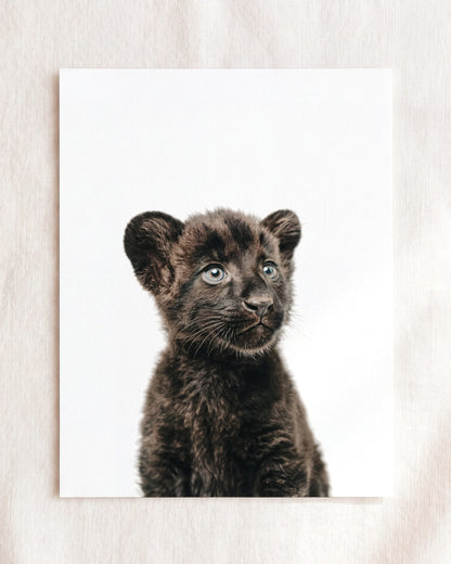 The Baby Animals 2026 Collection