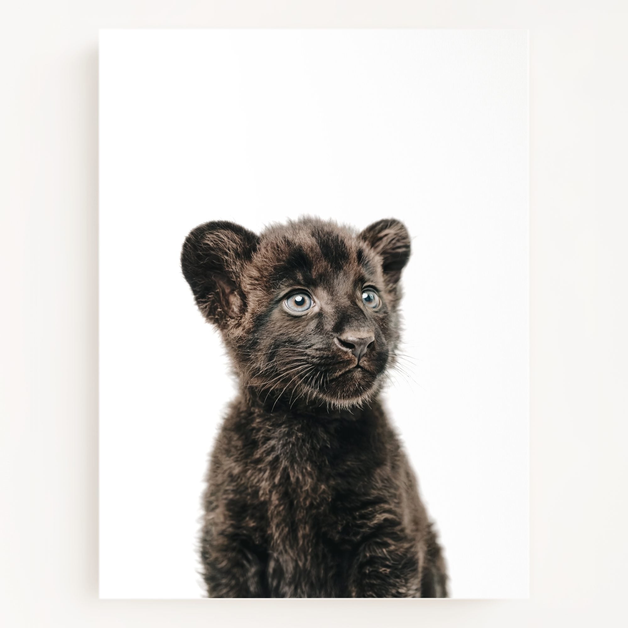 The Baby Animals 2026 Collection