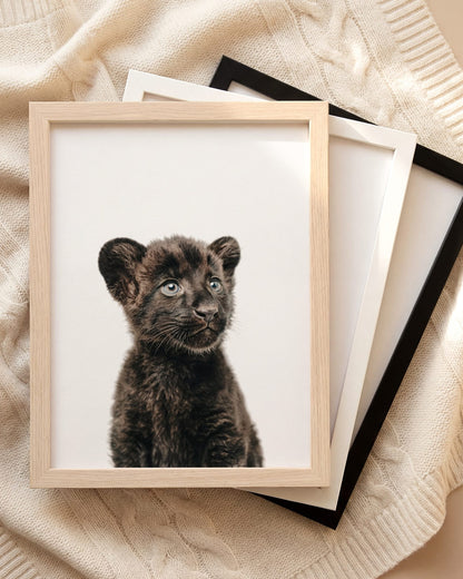 The Baby Animals 2026 Collection