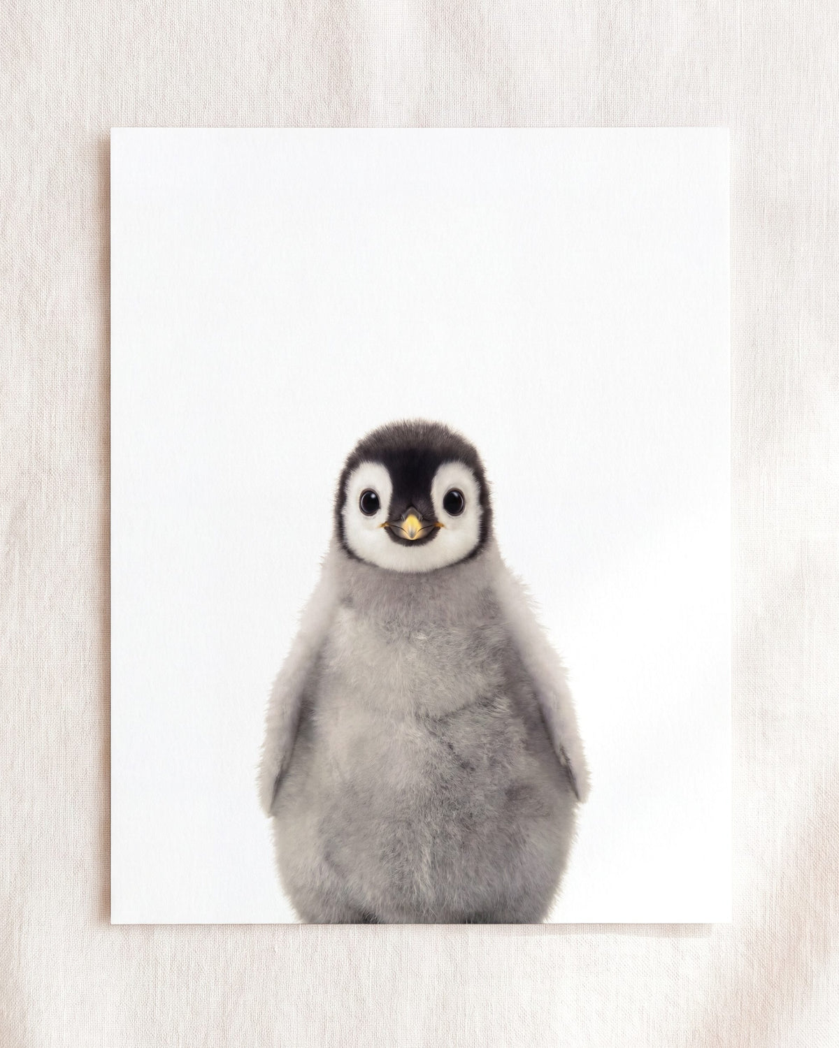The Baby Animals 2026 Collection