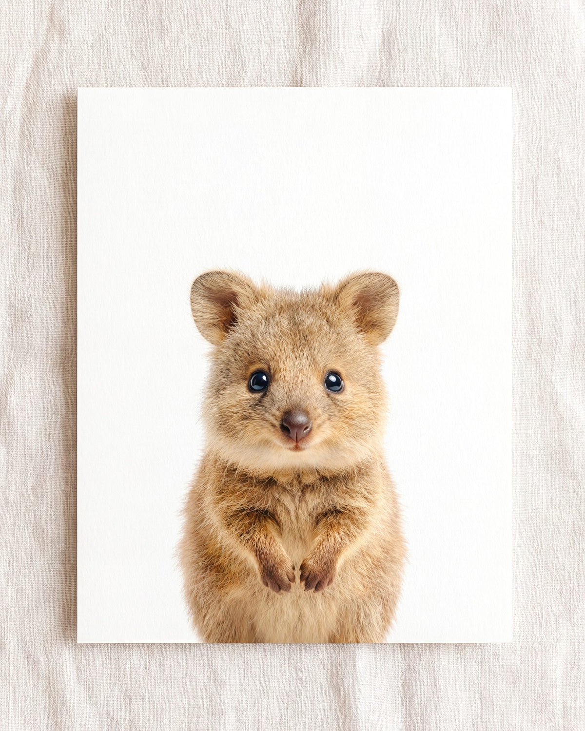 The Baby Animals 2026 Collection