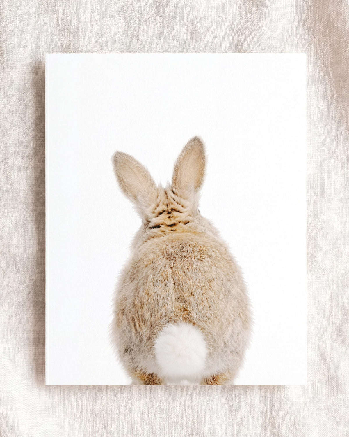 The Baby Animals 2026 Collection