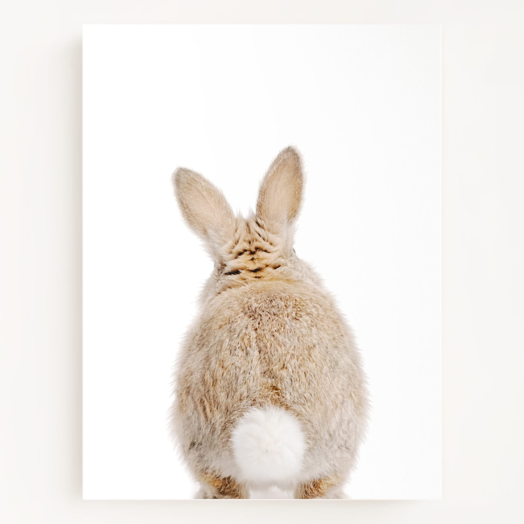 The Baby Animals 2026 Collection