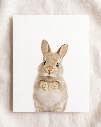The Baby Animals 2026 Collection