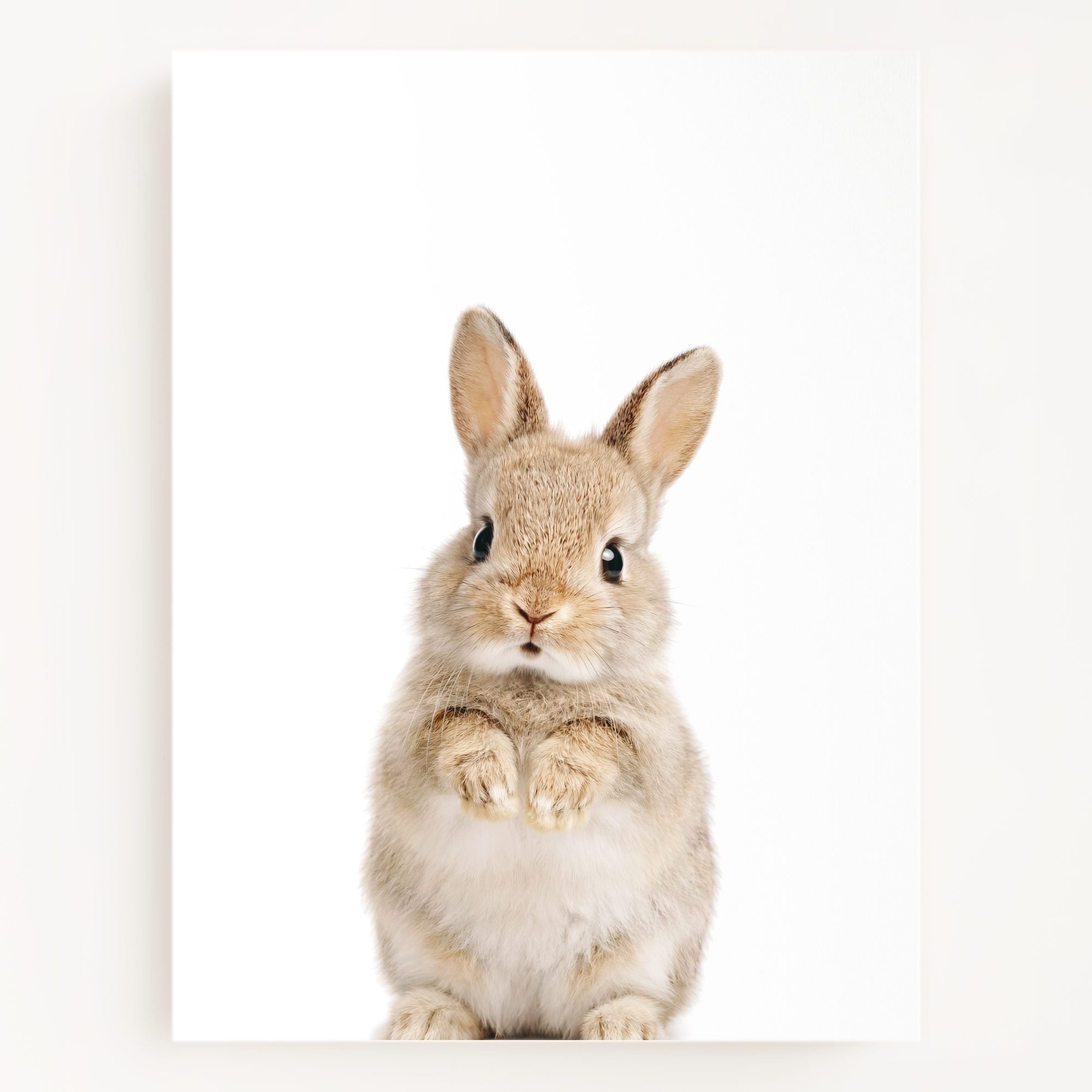 The Baby Animals 2026 Collection