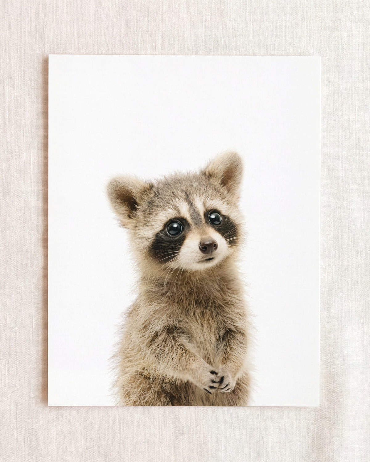 The Baby Animals 2026 Collection