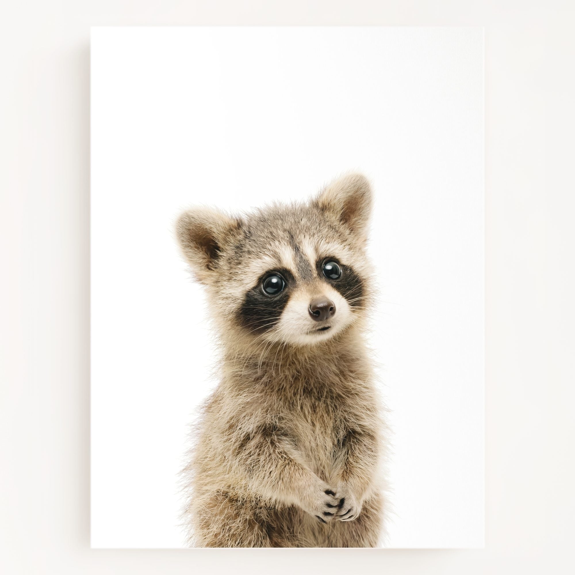 The Baby Animals 2026 Collection
