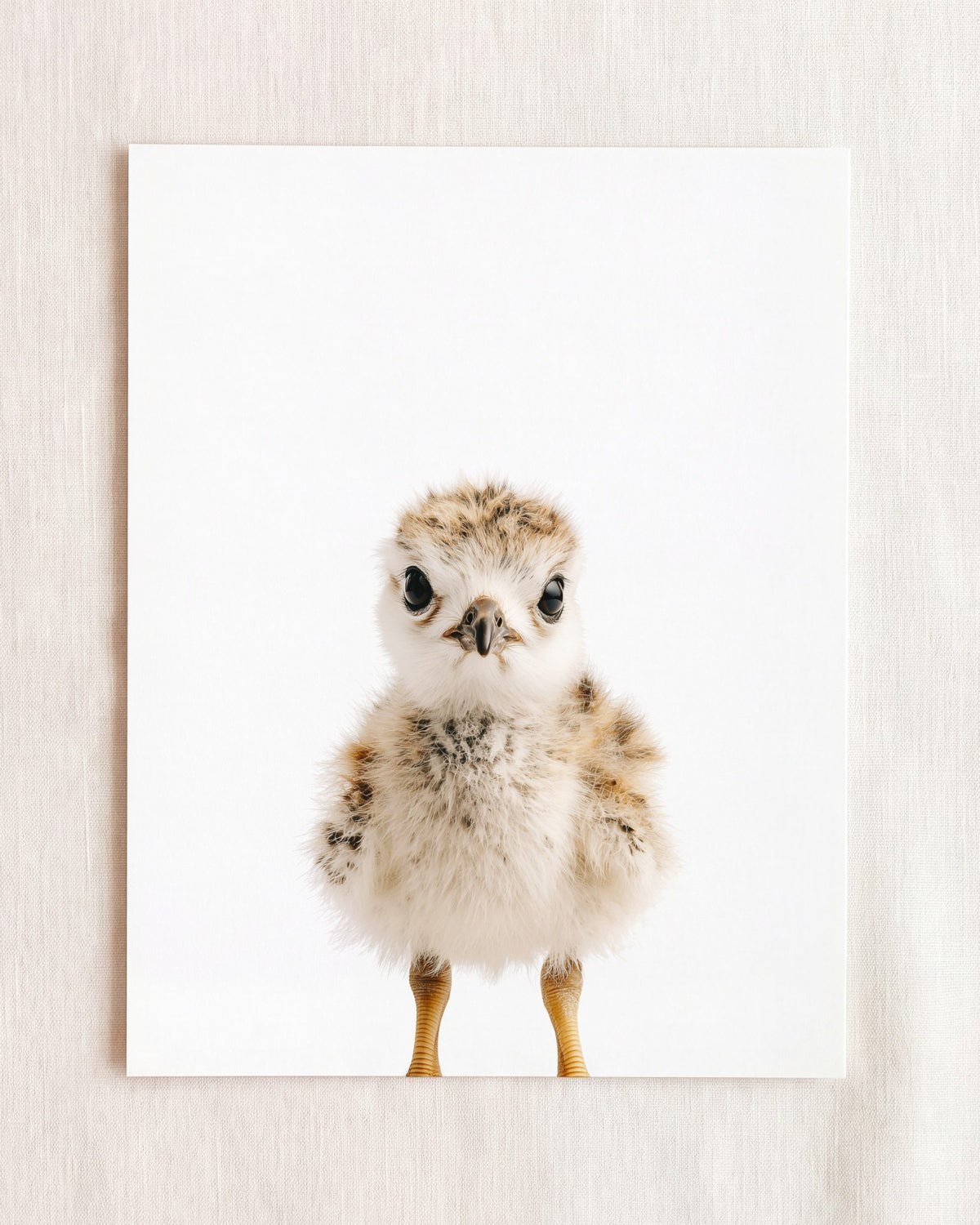 The Baby Animals 2026 Collection