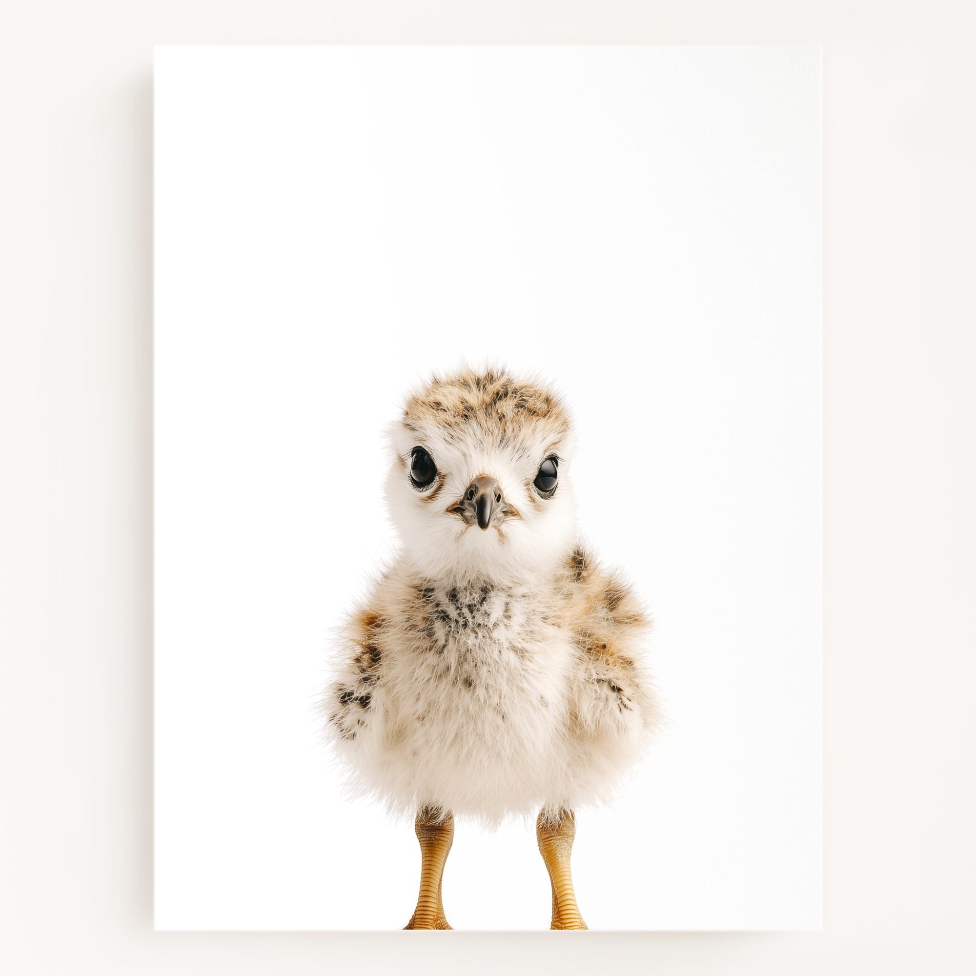 The Baby Animals 2026 Collection