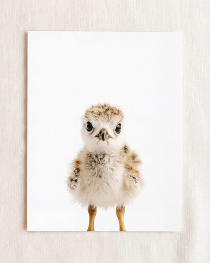 The Baby Animals 2026 Collection
