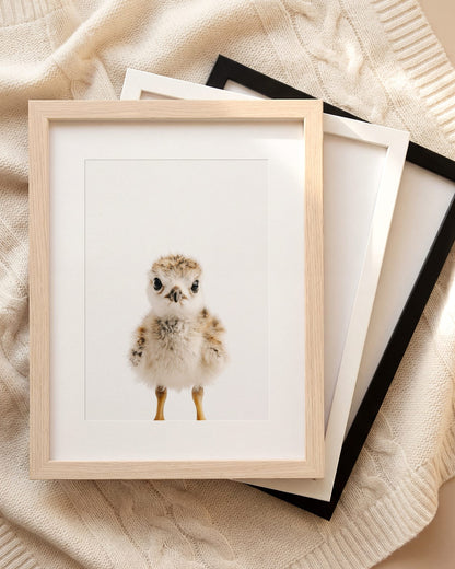 The Baby Animals 2026 Collection