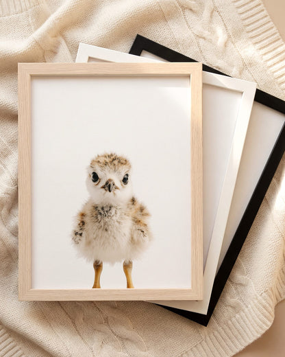 The Baby Animals 2026 Collection