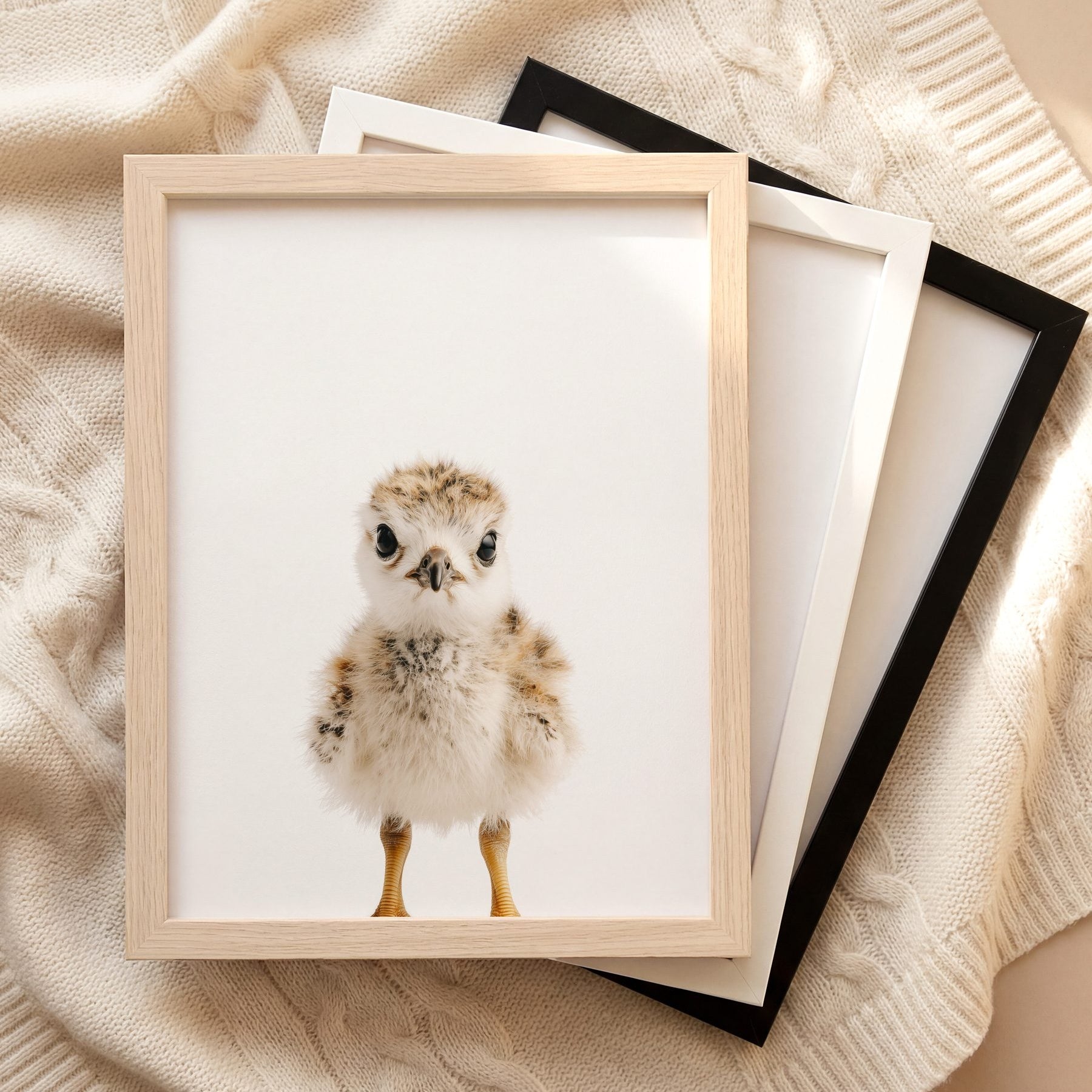 The Baby Animals 2026 Collection