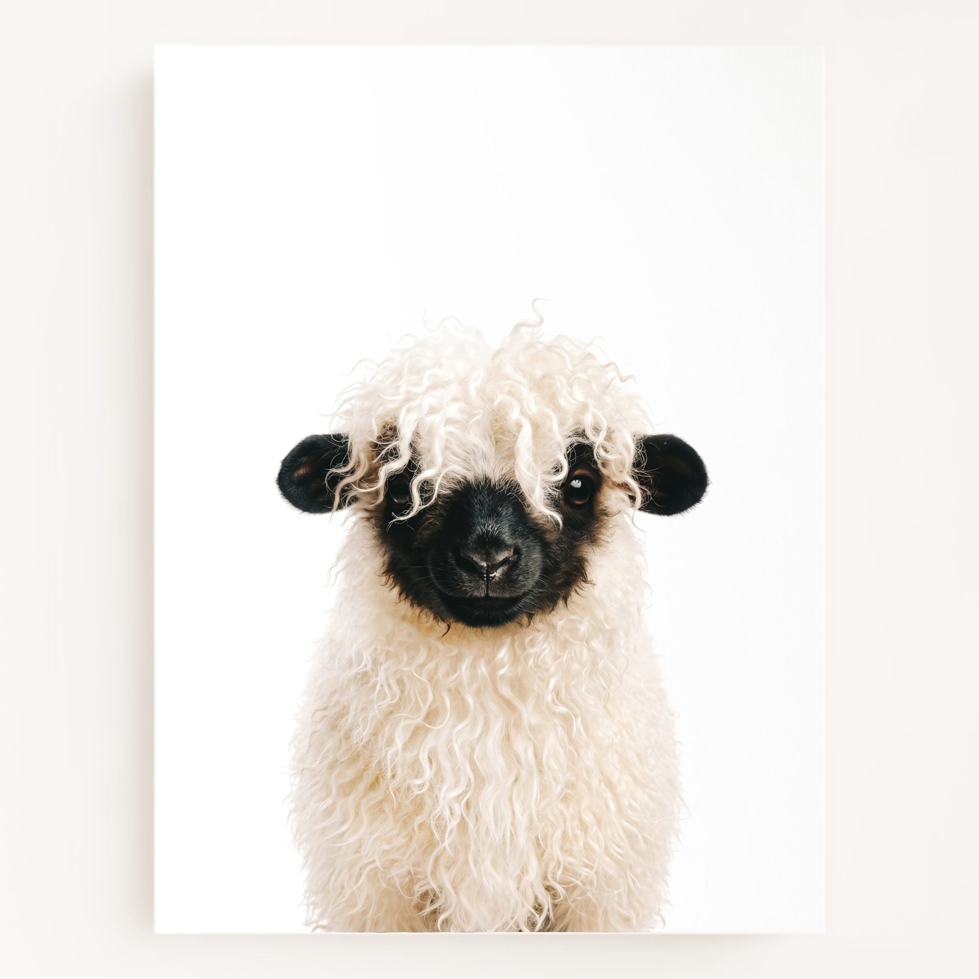 The Baby Animals 2026 Collection