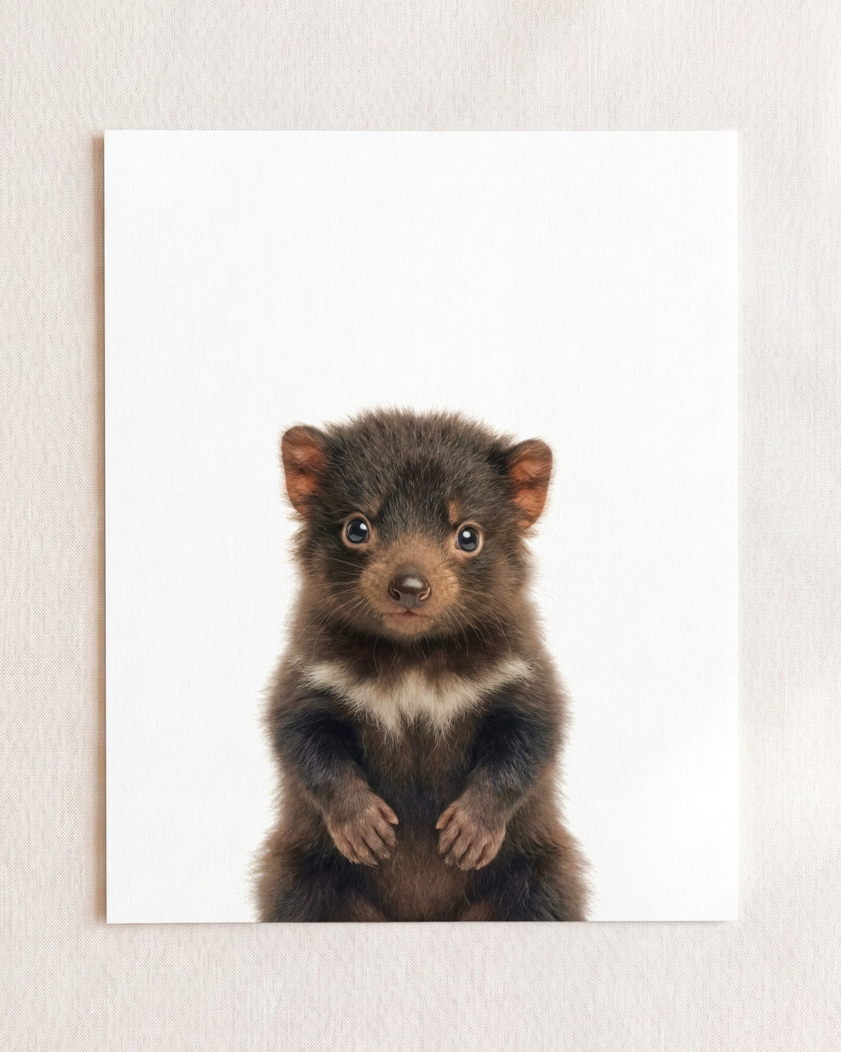 The Baby Animals 2026 Collection