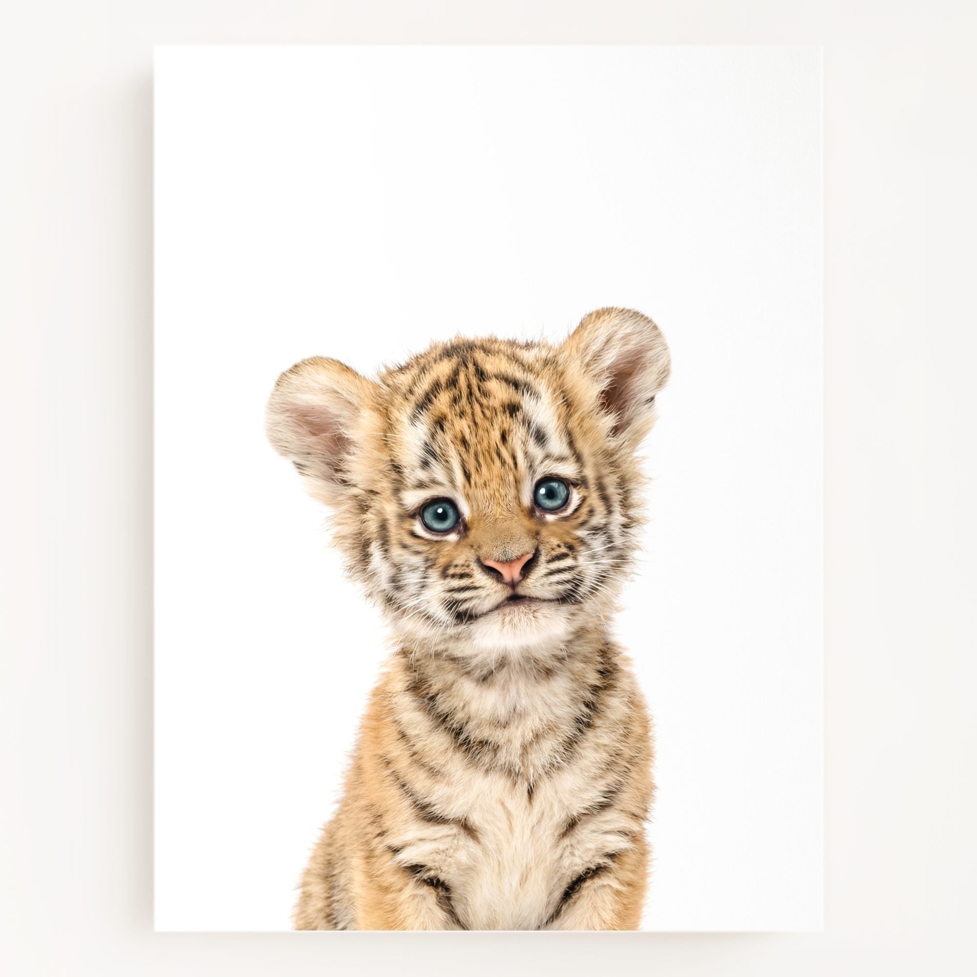 The Baby Animals 2026 Collection