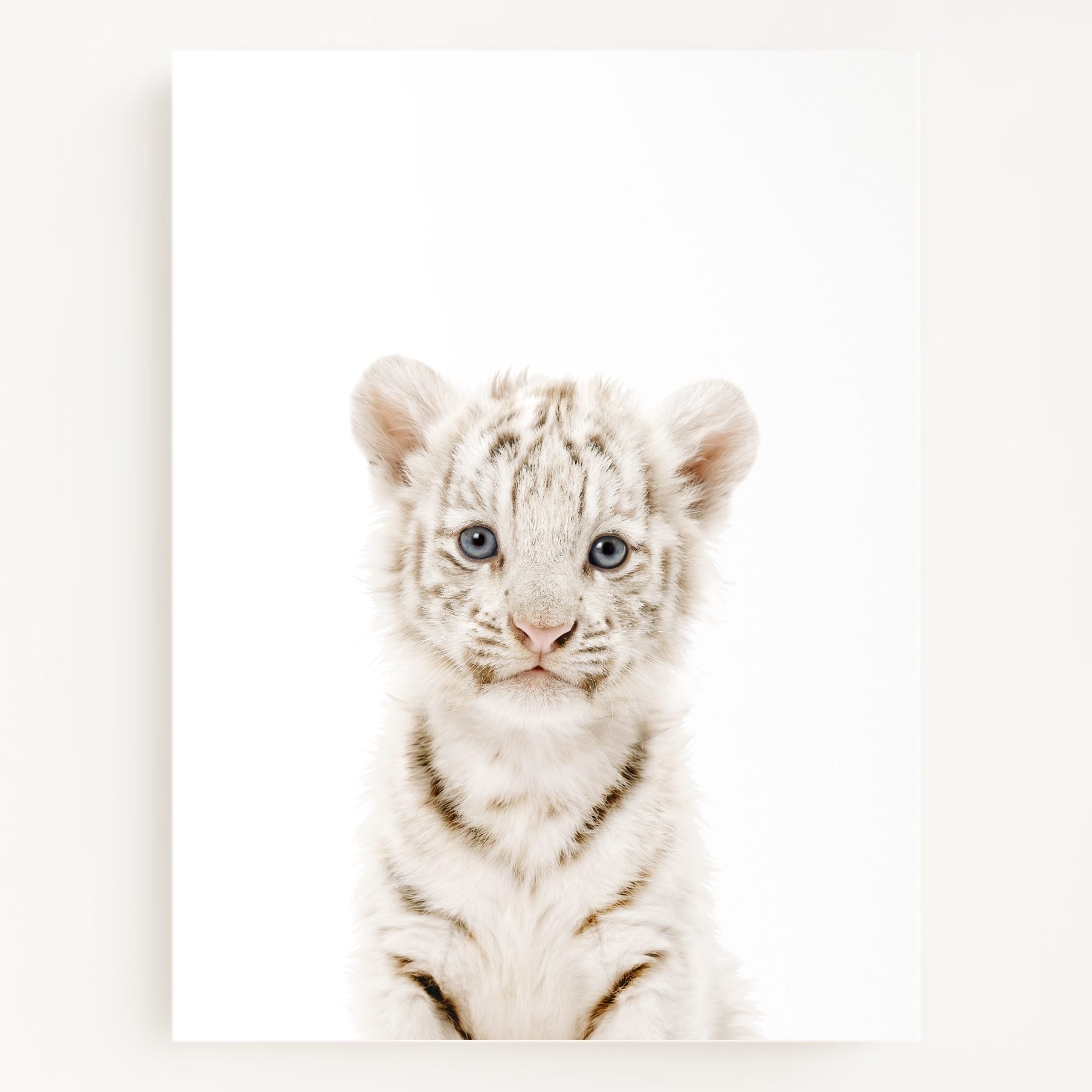 The Baby Animals 2026 Collection