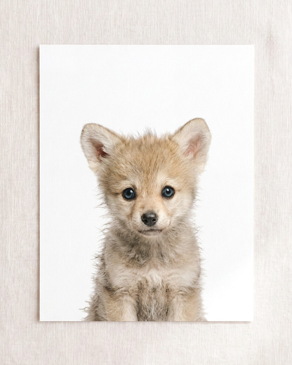 The Baby Animals 2026 Collection