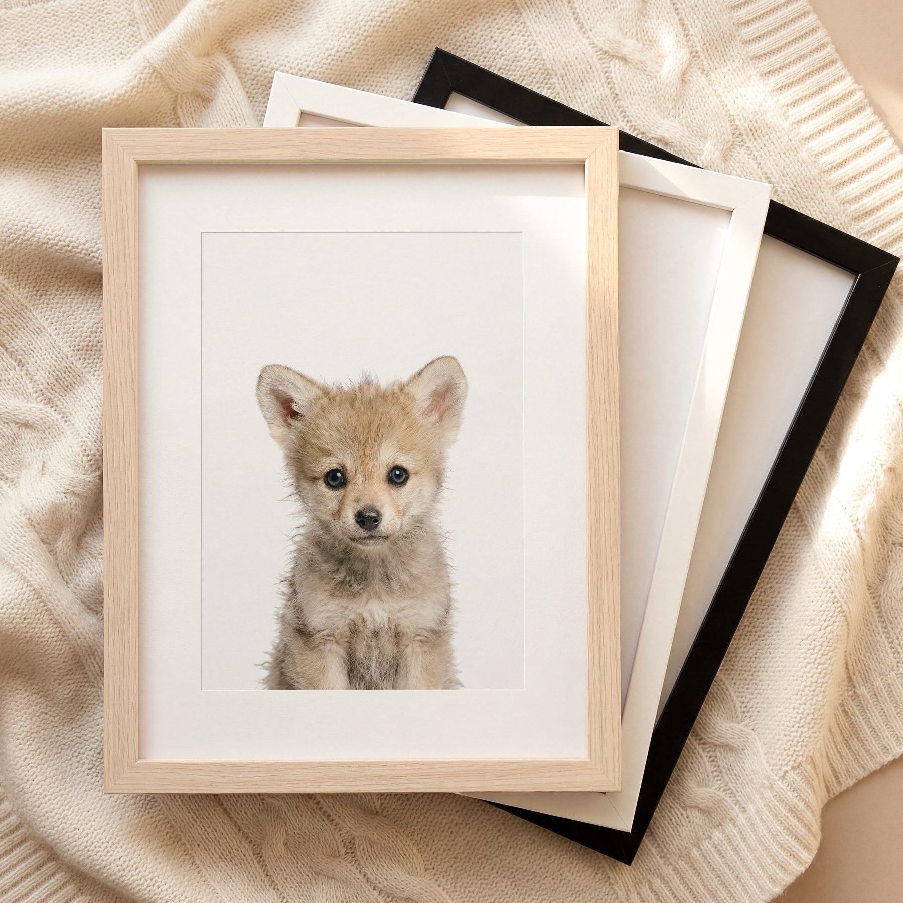 The Baby Animals 2026 Collection