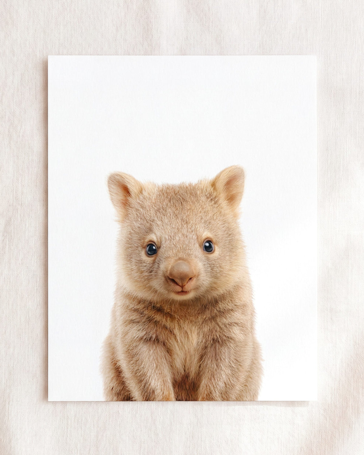 The Baby Animals 2026 Collection