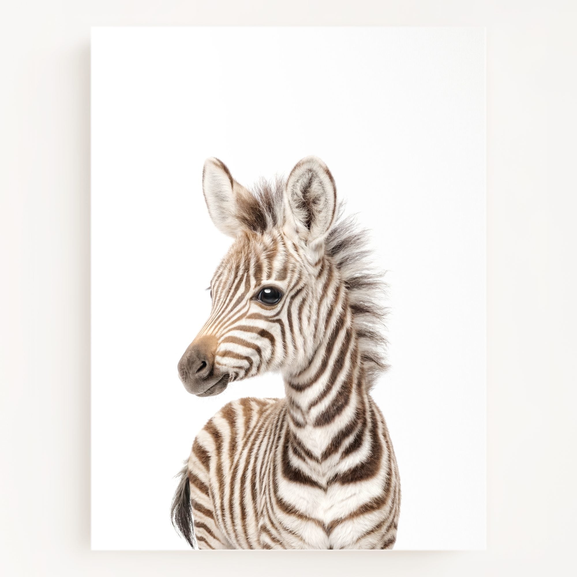 The Baby Animals 2026 Collection