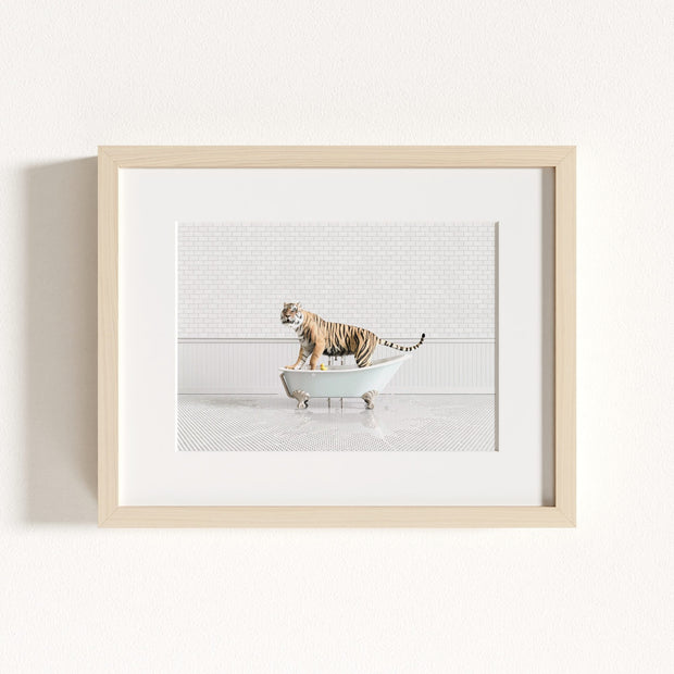Tiger in Blue Bathtub