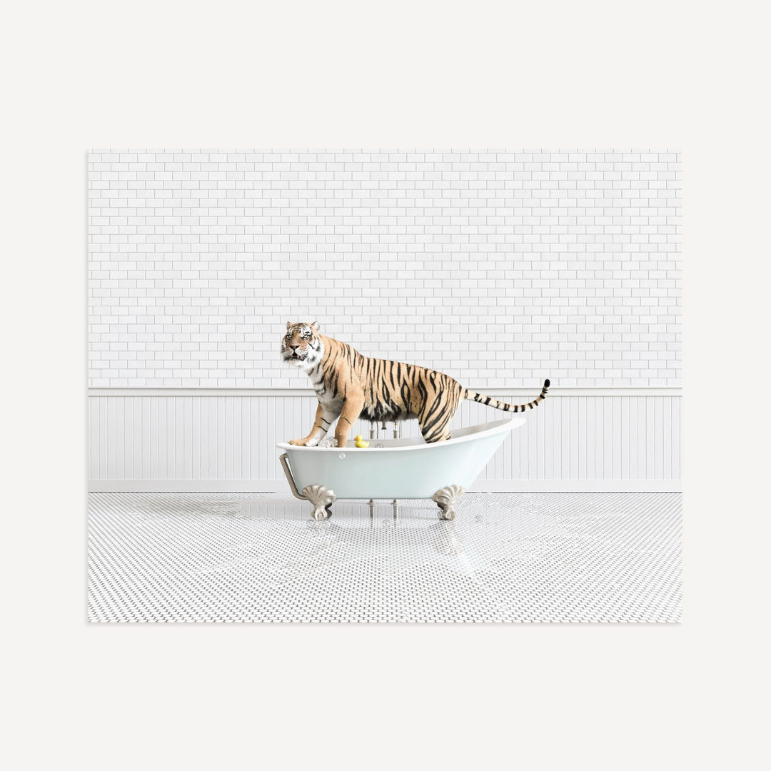 Tiger in Blue Bathtub