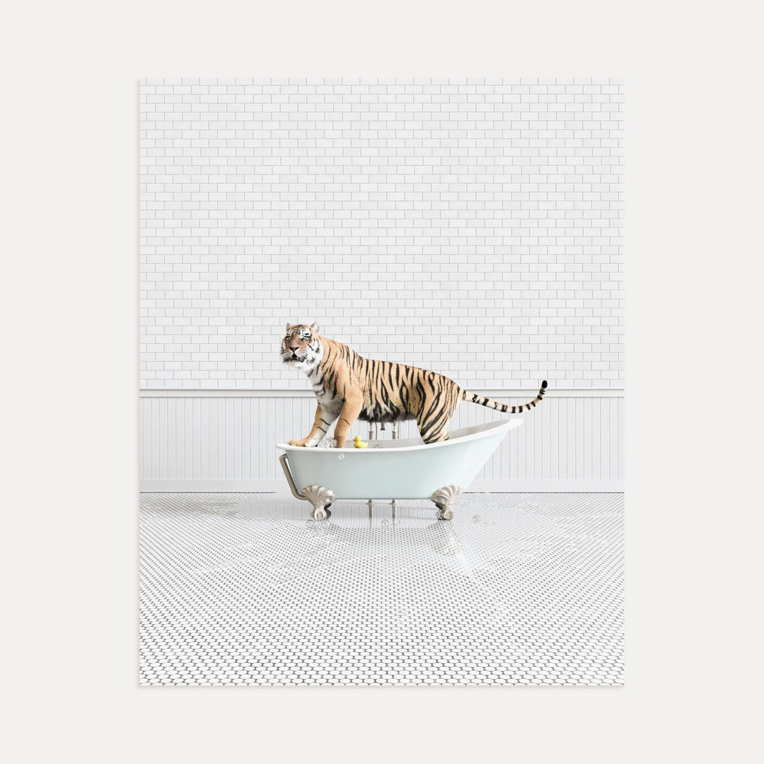 Tiger in Blue Bathtub
