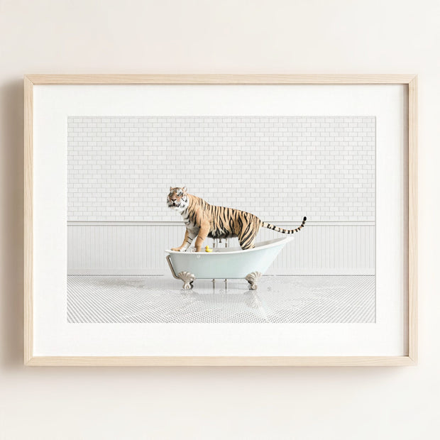 Tiger in Blue Bathtub