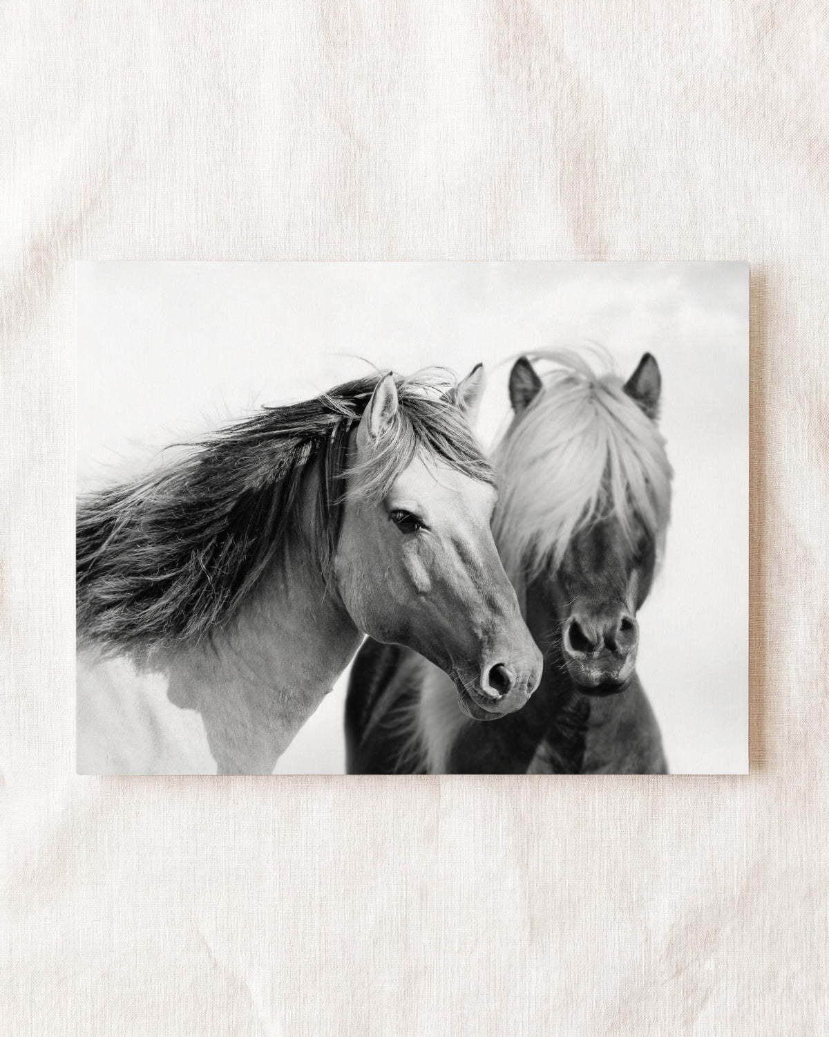 Two horses