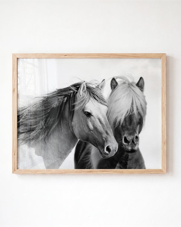 Two horses