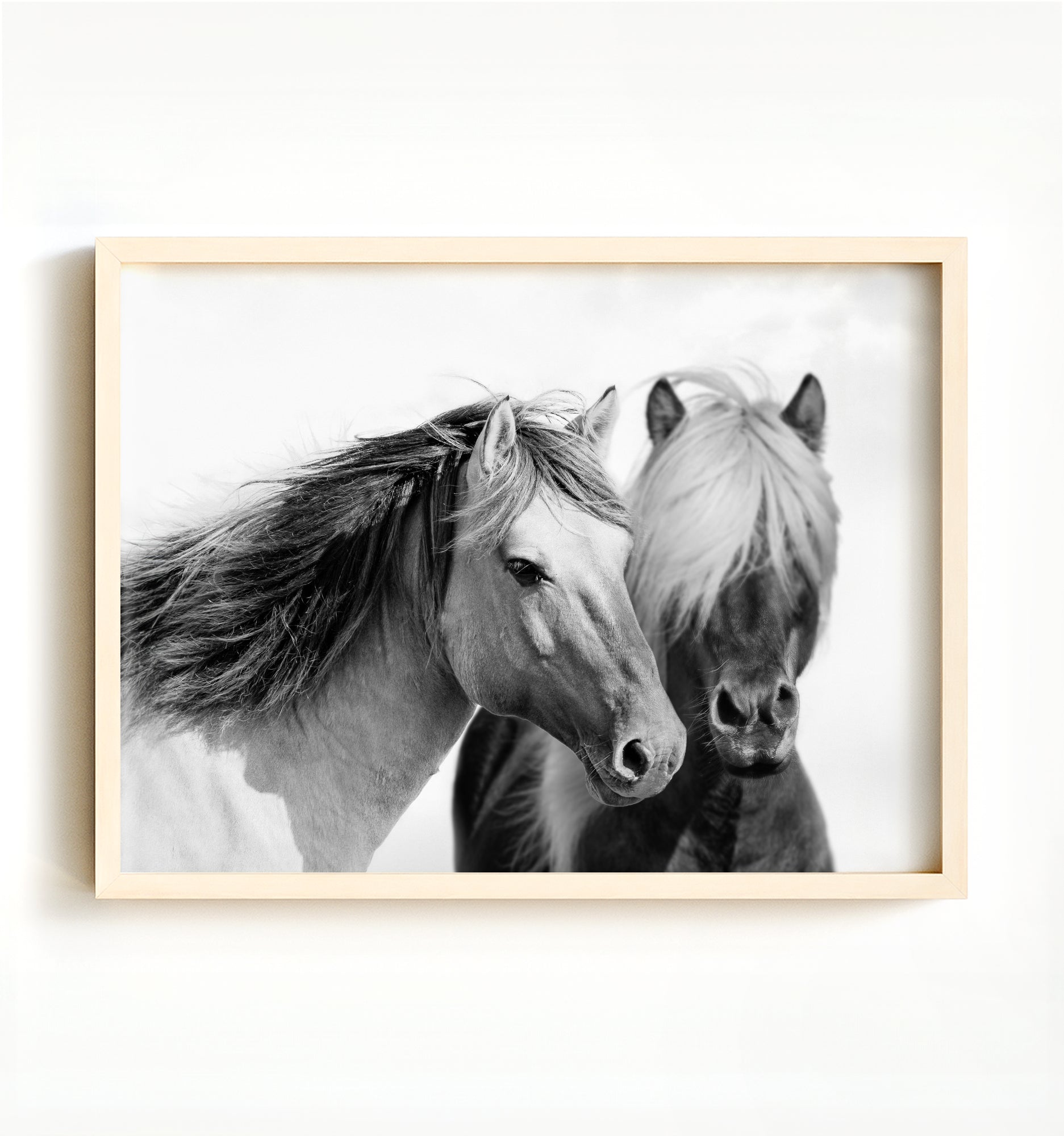Two horses