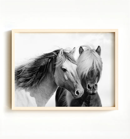 Two horses