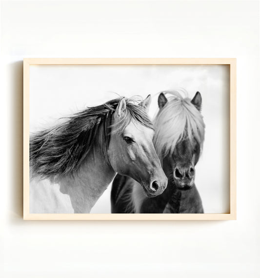 Two horses