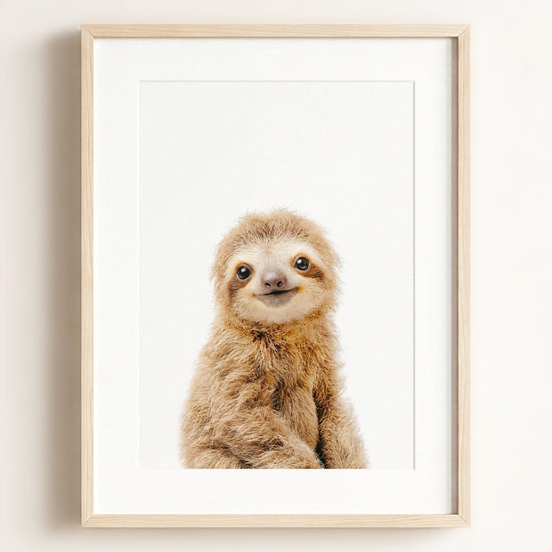 Baby Sloth