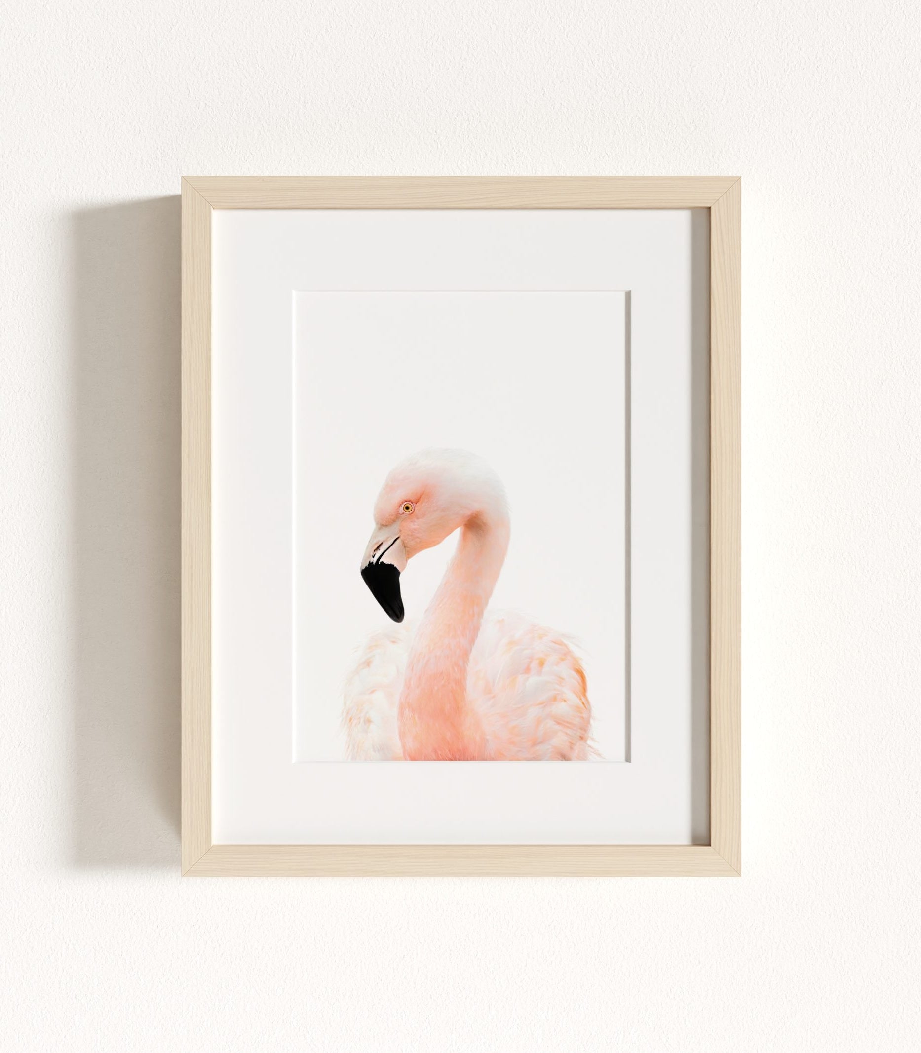 The Baby Animals 2026 Collection - Blue Skies