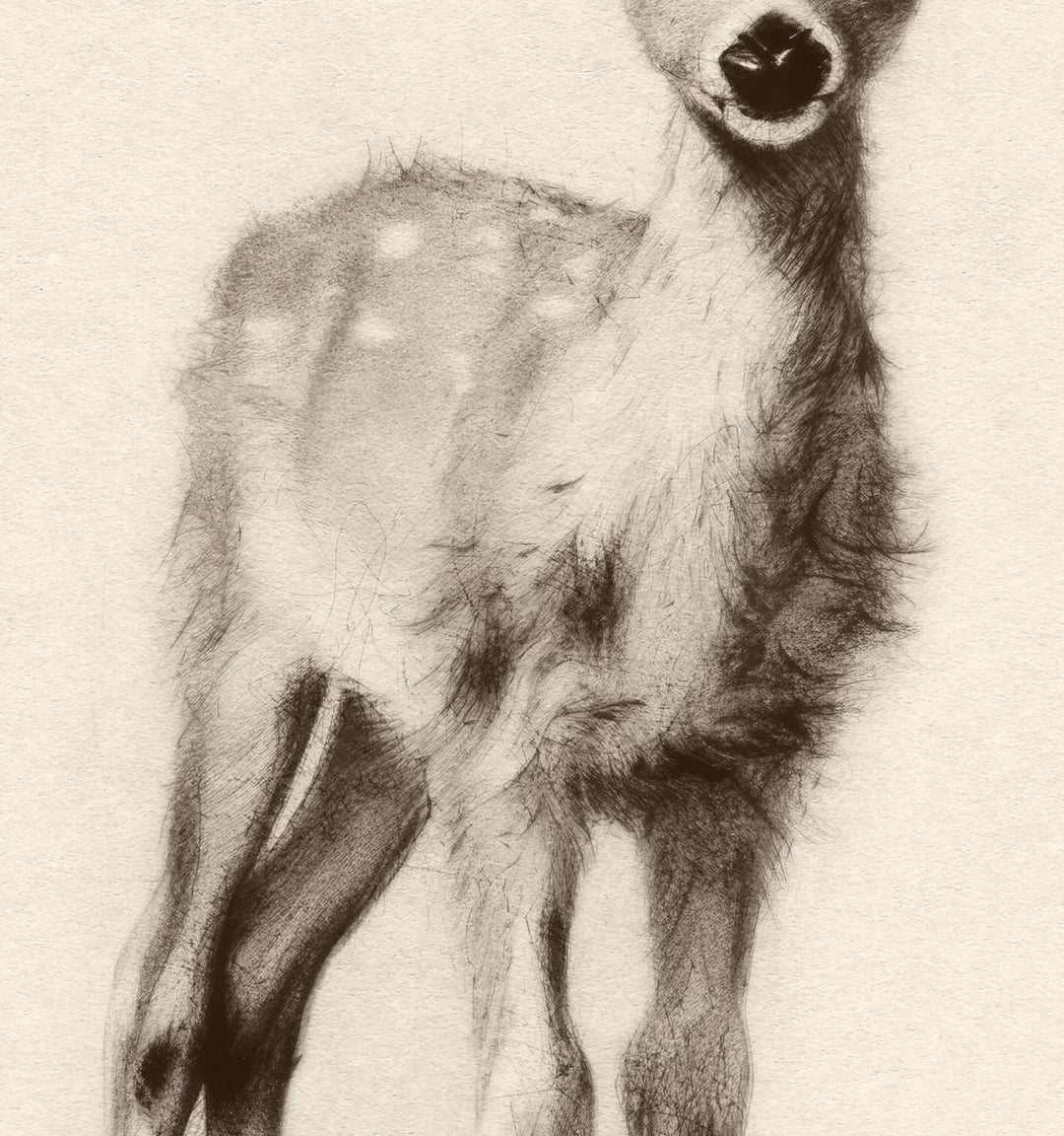 a black and white drawing of a deer