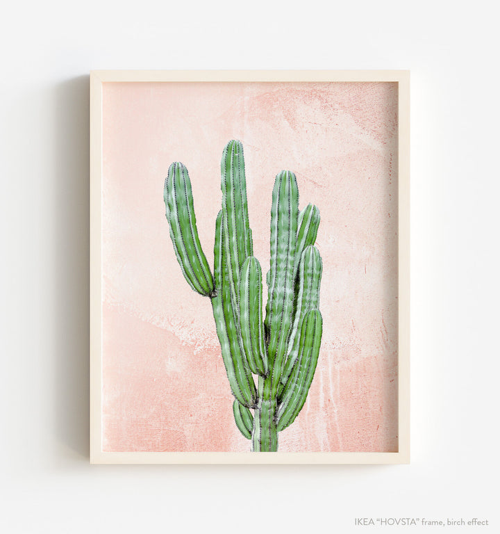 Cactus on pink textured background