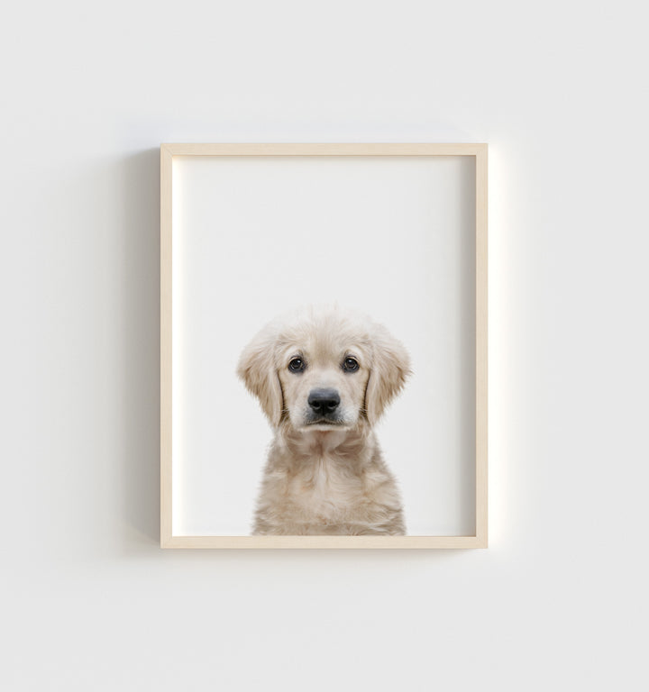 Baby Puppy Golden Retriever Portrait