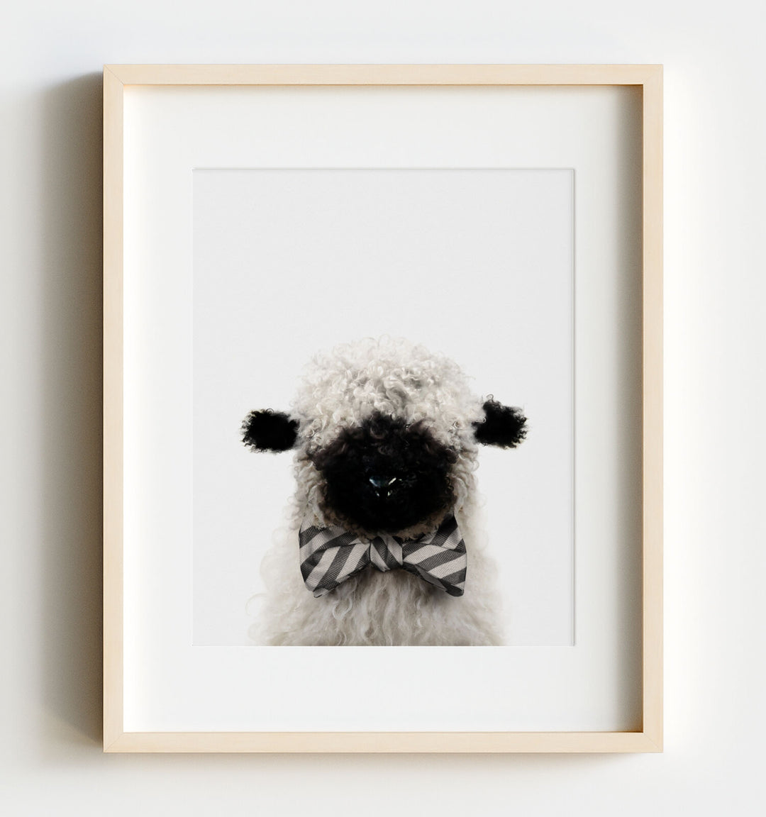 Baby Blacknose Sheep